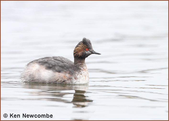 Eared Grebe